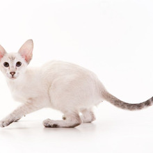 【壇蜜】2ヶ月分のお給料の猫「スフィンクス」を溺愛。猫を愛しすぎる人達②