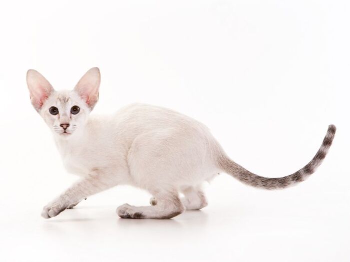 【壇蜜】2ヶ月分のお給料の猫「スフィンクス」を溺愛。猫を愛しすぎる人達②