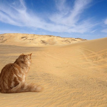 飼うなら黒猫がオススメ?日本人と猫の歴史を探ってみた♪