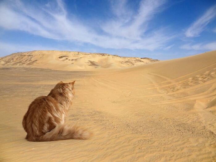 飼うなら黒猫がオススメ?日本人と猫の歴史を探ってみた♪
