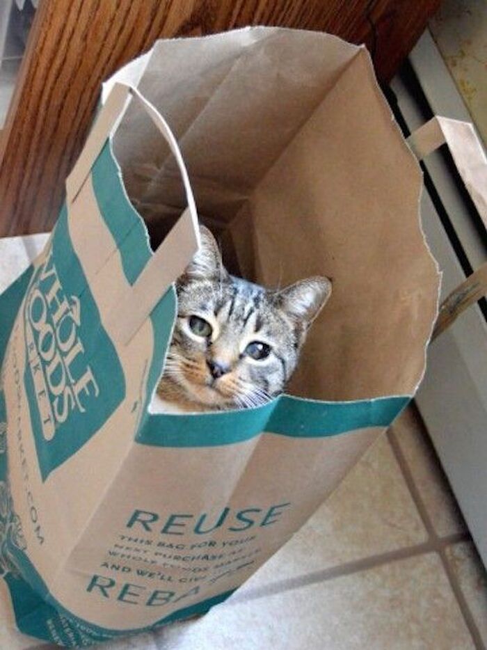 ネコスイッチ①野生スイッチ