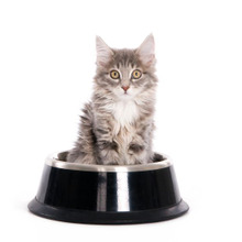 腰は抜けないがほっぺは落ちる?猫が大好きなイカの安全な与え方とは