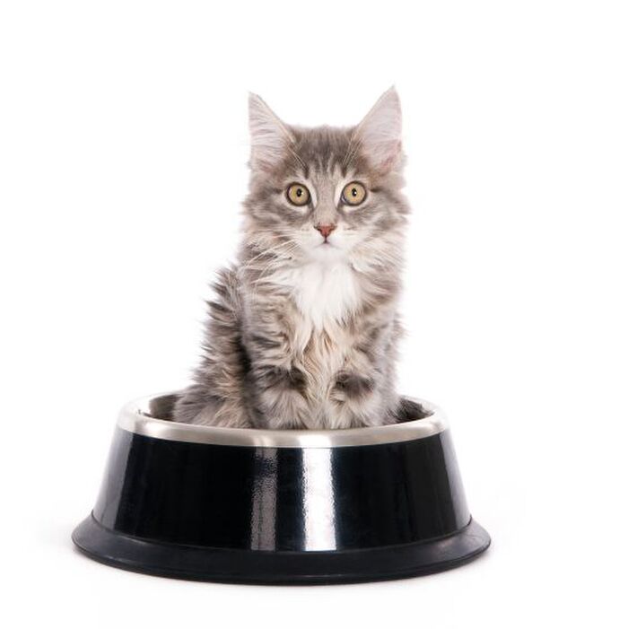 腰は抜けないがほっぺは落ちる?猫が大好きなイカの安全な与え方とは