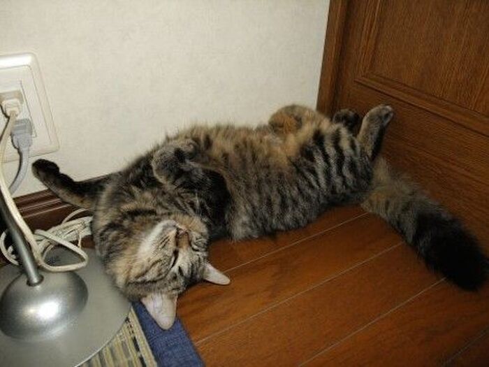 起きがけの「ストレッチ」のサイン