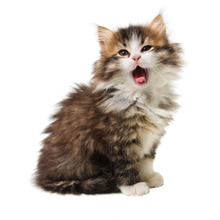 猫のあくびは○○のサイン!飼い主が誤解しがちな猫の行動とは