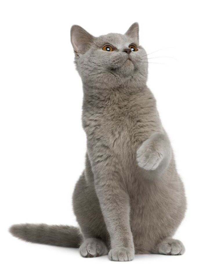 実は犬よりも凄いかも?猫の身体能力の秘密とは