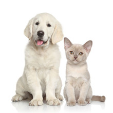 【ペットに与えると危険な食べ物】え〜!これも駄目なの?というモノ5選