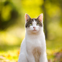 発情期がやってくる!猫の発情期対処法~雄猫編~