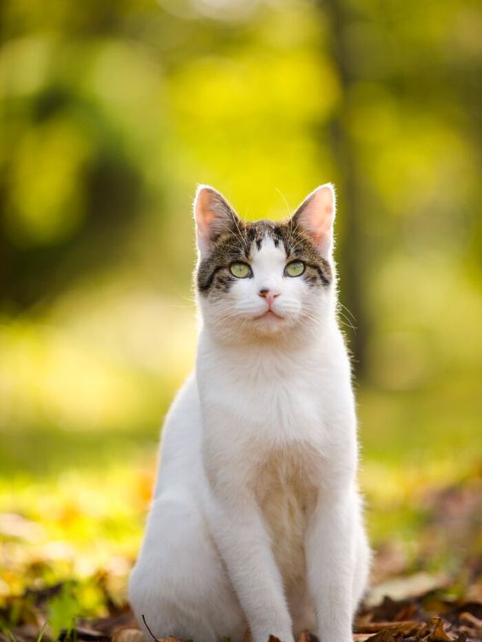 発情期がやってくる!猫の発情期対処法~雄猫編~