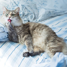 猫にあげるなら牛乳よりも○○!コレは人間にもお勧めらしい…。