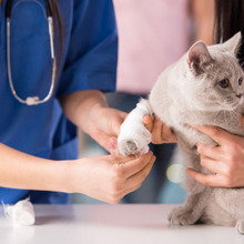 エリザベスカラーなんていらニャイ!猫にストレスフリーな商品とは