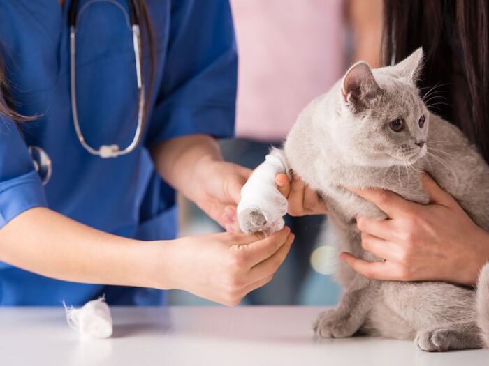 エリザベスカラーなんていらニャイ!猫にストレスフリーな商品とは