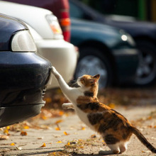 猫が家出したらココを探せ!猫がいそうなチェックポイントはこの3つ