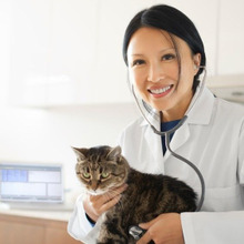 発情期がやってくる!猫の発情期対処法~雌猫編~