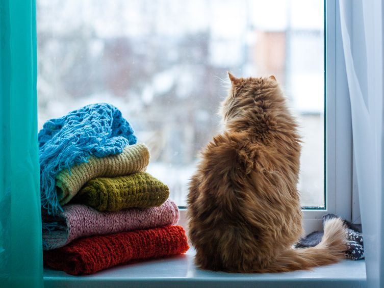 猫の後ろ姿を要チェック!愛猫の肥満度を測る方法とは