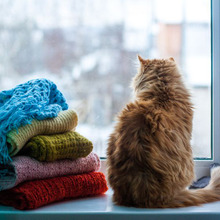 猫の後ろ姿を要チェック!愛猫の肥満度を測る方法とは