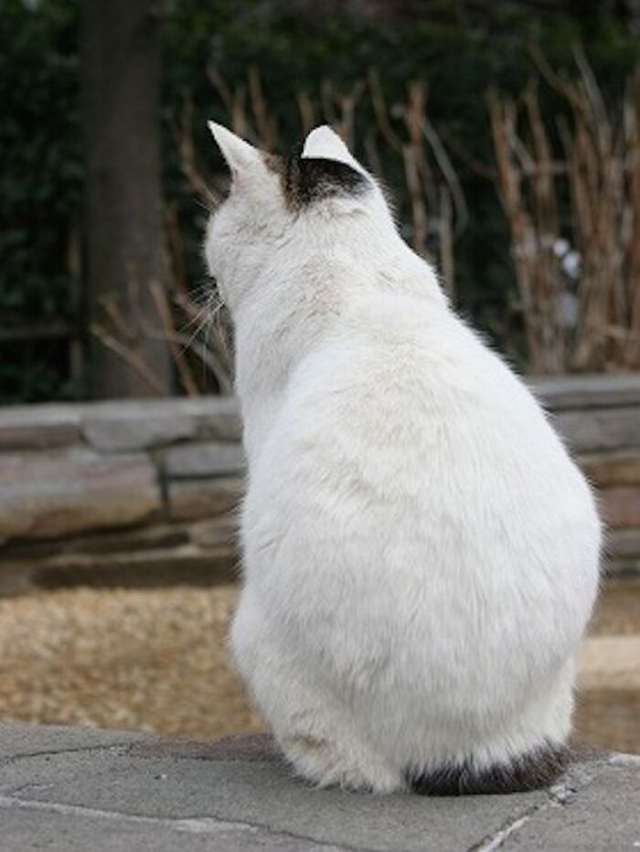 後ろから背骨を触ってみよう