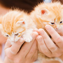東京で猫に優しいのは千代田区と渋谷区!行政の猫愛の本気度が凄い♪