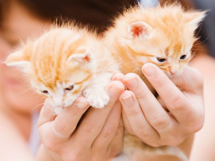 東京で猫に優しいのは千代田区と渋谷区!行政の猫愛の本気度が凄い♪