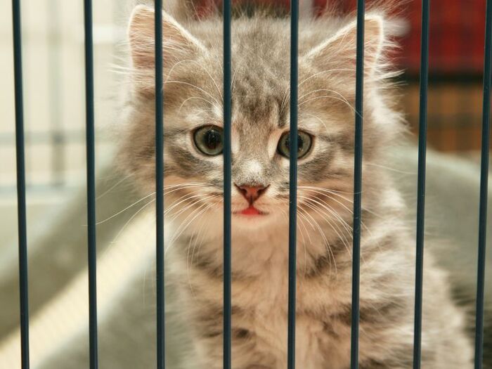 人にはうつりません!知っていれば安心【猫エイズ】の猫の飼い方(後編)