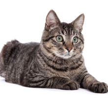 最も野生に近い猫は「キジトラ」この猫の魅力をご紹介します♪