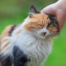 猫の頭突きは○○の証し♡猫のことならニャンでも知りたい♪
