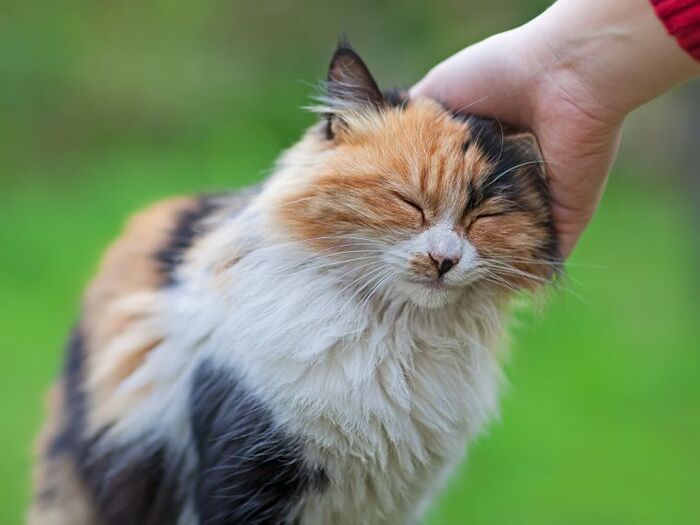 猫の頭突きは○○の証し♡猫のことならニャンでも知りたい♪