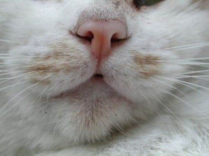 猫の口元には名前があった