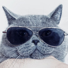 ニャンとも可愛い「ω」マーク♪猫の口元のには秘密があった!