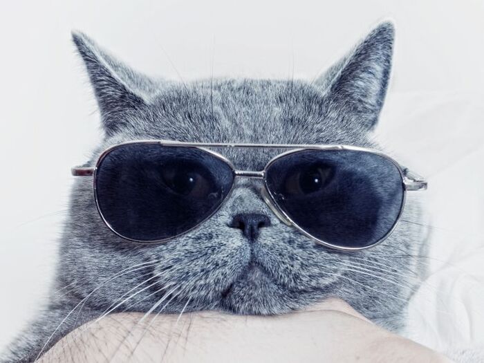 ニャンとも可愛い「ω」マーク♪猫の口元のには秘密があった!