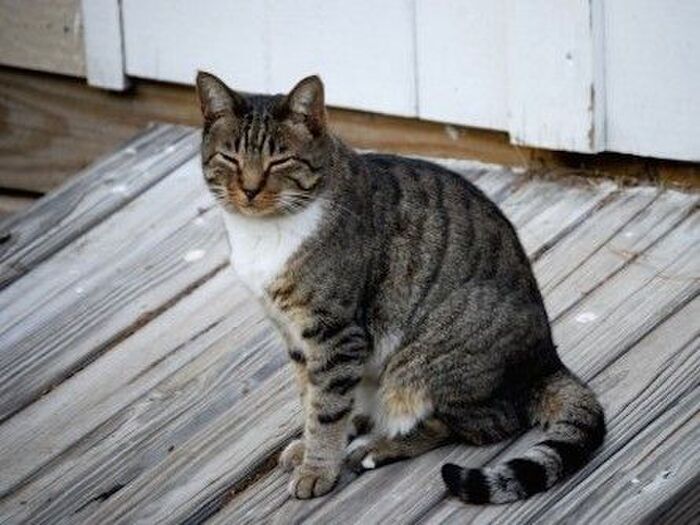 キジトラ柄の正式名と特徴