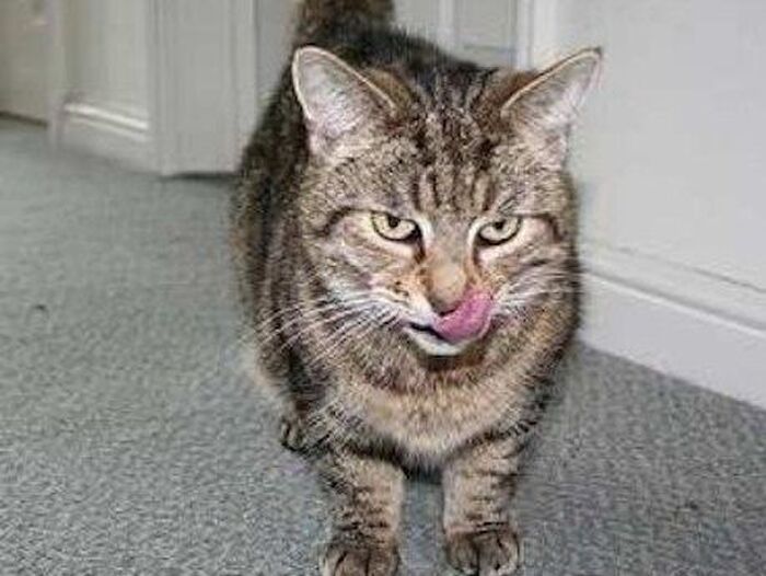 猫が口元を舐めるとき