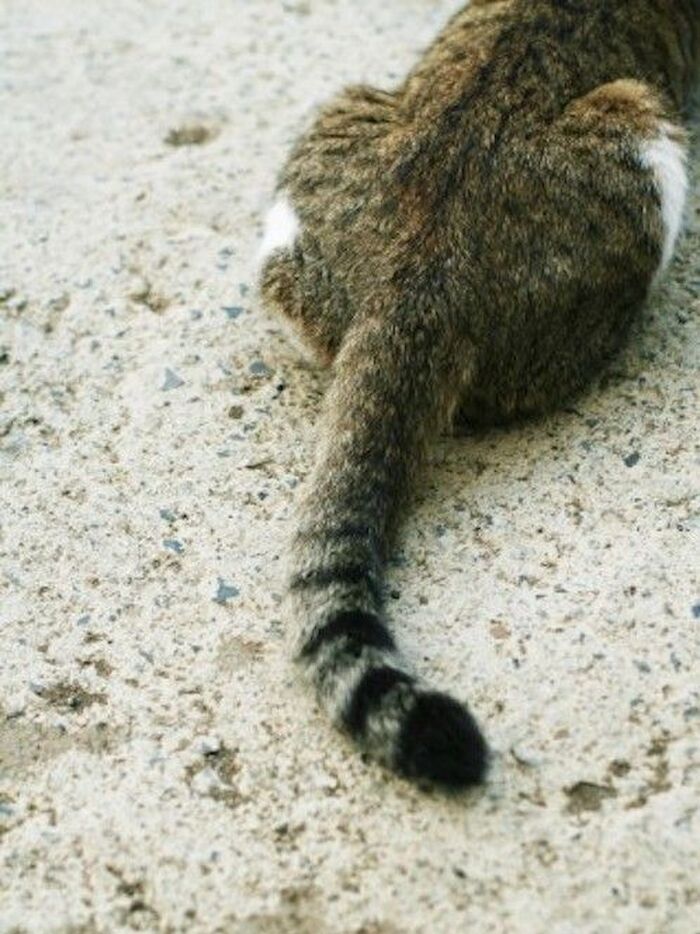 猫の種類の始まりはキジトラがルーツ