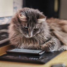 老化とは関係ない?猫の白内障について知っておこう