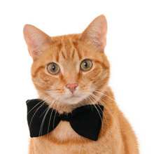 意外と知らない、知ってると自慢出来るかも?猫の雑学10選☆♪