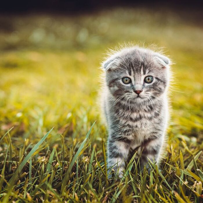 ニャンだコレ?猫草は食べても食べなくてもいいらしい…。