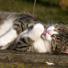 綺麗好きだからじゃない?猫の毛づくろいの意外な理由とは