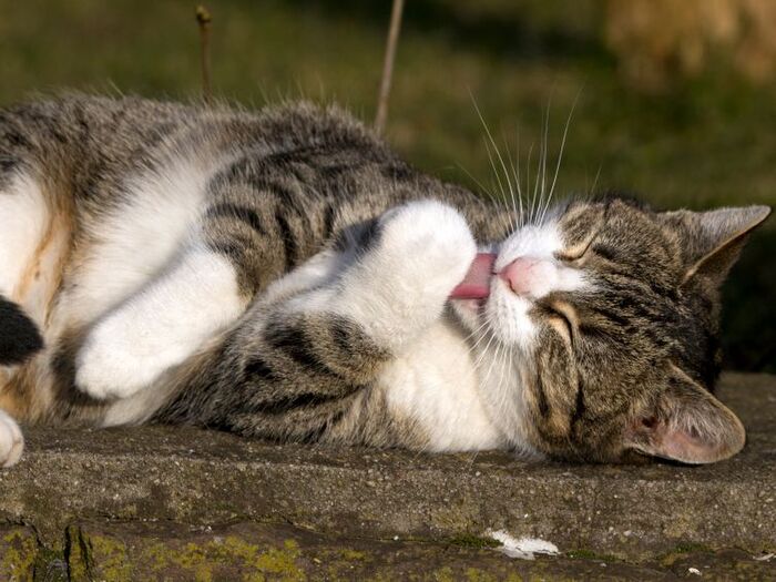綺麗好きだからじゃない?猫の毛づくろいの意外な理由とは