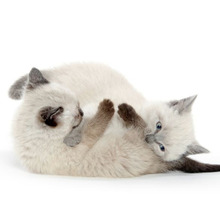 これは喧嘩?それともじゃれあい?猫の喧嘩を見分けるポイントとは