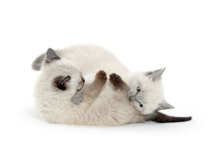 これは喧嘩?それともじゃれあい?猫の喧嘩を見分けるポイントとは