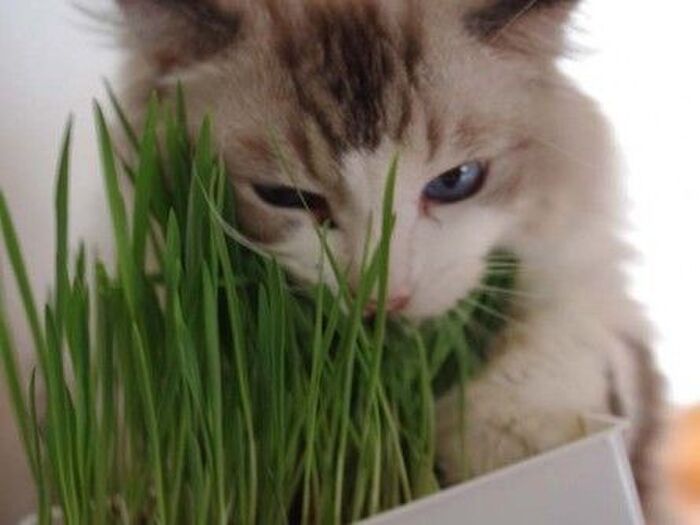 どうして猫草を食べるの?