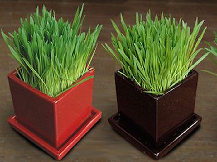 そもそも猫草って?