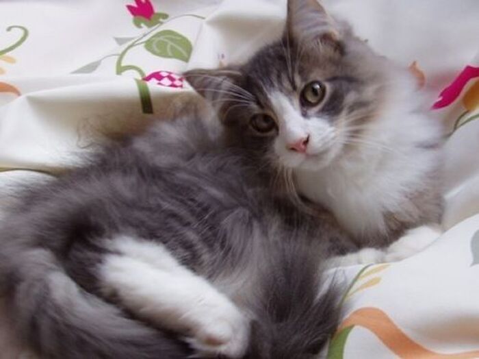 猫の血液型は猫種によって変わる