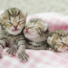 猫にO型はいないらしい?猫の血液型を知っておこう