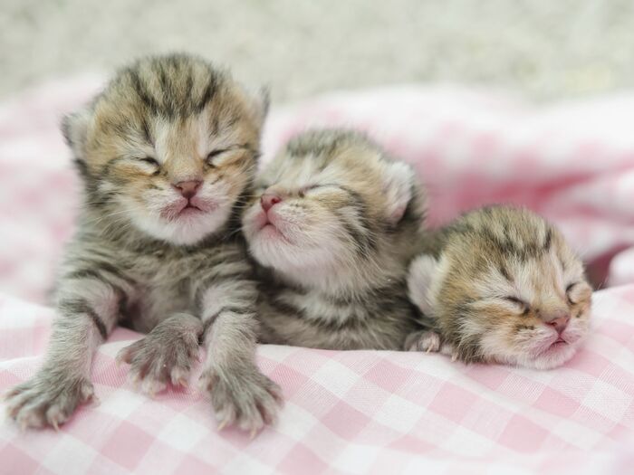 猫にO型はいないらしい?猫の血液型を知っておこう