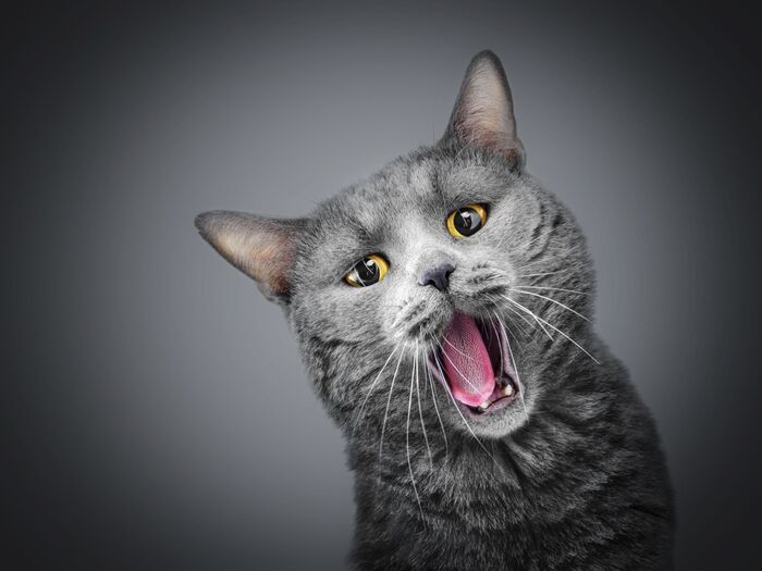 実は死に至ることも…。食欲の無い猫はご用心。猫の【口内炎】は危険な病気