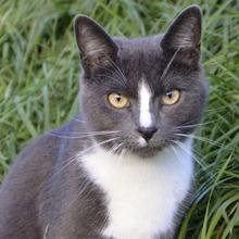 【猫の模様】みんな柄が違う!白黒猫の模様はどうやって決まるの?