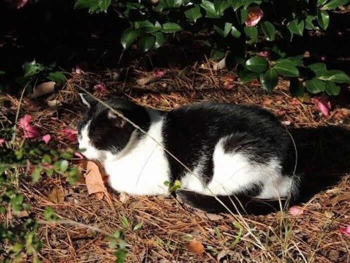 模様ができる仕組みとは