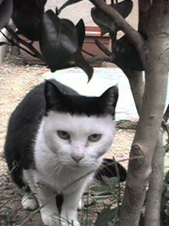 模様を決める「kit」遺伝子