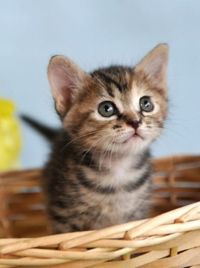 猫にO型はいない